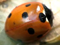 Siebenpunkt Marienkäfer, Coccinella septempunctata