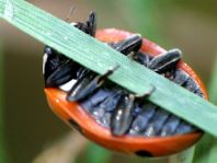 Siebenpunkt Marienkäfer, Coccinella septempunctata