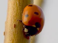 Siebenpunkt Marienkäfer, Coccinella septempunctata