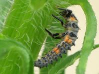 Siebenpunkt Marienkäfer, Coccinella septempunctata