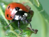 Siebenpunkt Marienkäfer, Coccinella septempunctata