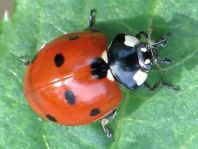 Siebenpunkt Marienkäfer, Coccinella septempunctata