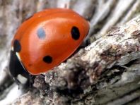 Siebenpunkt Marienkäfer, Coccinella septempunctata