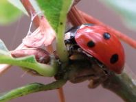 Siebenpunkt Marienkäfer, Coccinella septempunctata