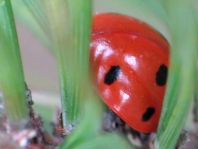 Siebenpunkt Marienkäfer, Coccinella septempunctata