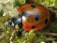 Siebenpunkt Marienkäfer, Coccinella septempunctata