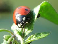 Siebenpunkt Marienkäfer, Coccinella septempunctata