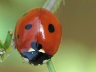 Siebenpunkt Marienkäfer, Coccinella septempunctata