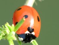 Siebenpunkt Marienkäfer, Coccinella septempunctata