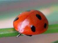 Siebenpunkt Marienkäfer, Coccinella septempunctata