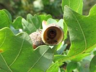 Siebenpunkt Marienkäfer, Coccinella septempunctata