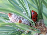 Siebenpunkt Marienkäfer, Coccinella septempunctata