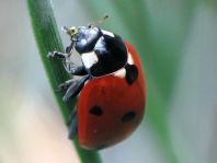 Siebenpunkt Marienkäfer, Coccinella septempunctata