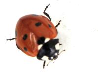 Siebenpunkt Marienkäfer, Coccinella septempunctata