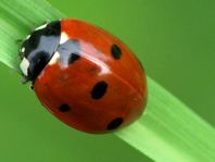Siebenpunkt Marienkäfer, Coccinella septempunctata