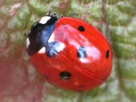 Siebenpunkt Marienkäfer, Coccinella septempunctata