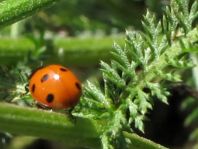 Siebenpunkt Marienkäfer, Coccinella septempunctata