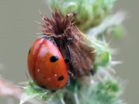 Siebenpunkt Marienkäfer, Coccinella septempunctata