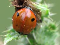 Siebenpunkt Marienkäfer, Coccinella septempunctata