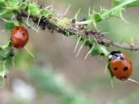 Siebenpunkt Marienkäfer, Coccinella septempunctata