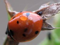 Siebenpunkt Marienkäfer, Coccinella septempunctata