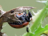 Siebenpunkt Marienkäfer, Coccinella septempunctata