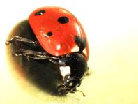 Siebenpunkt Marienkäfer, Coccinella septempunctata
