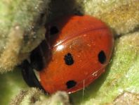 Siebenpunkt Marienkäfer, Coccinella septempunctata