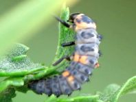 Siebenpunkt Marienkäfer, Coccinella septempunctata