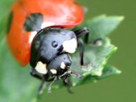 Siebenpunkt Marienkäfer, Coccinella septempunctata