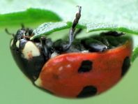 Siebenpunkt Marienkäfer, Coccinella septempunctata