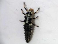 Sospita vigintiguttata, Schöner Marienkäfer