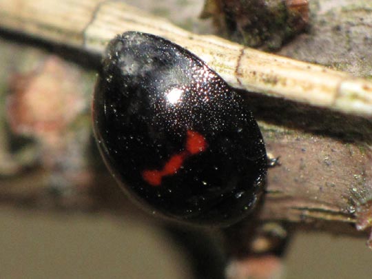 Strichfleckiger Schildlaus-Marienkäfer, Chilocorus bipustulatus