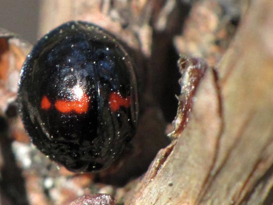 Strichfleckiger Schildlaus-Marienkäfer, Chilocorus bipustulatus