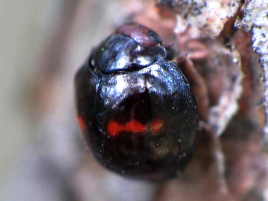Strichfleckiger Schildlaus-Marienkäfer, Chilocorus bipustulatus