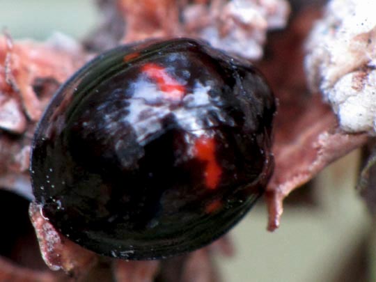 Strichfleckiger Schildlaus-Marienkäfer, Chilocorus bipustulatus