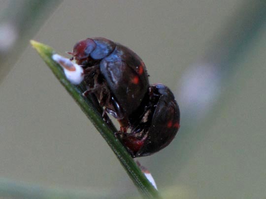 Strichfleckiger Schildlaus-Marienkäfer, Chilocorus bipustulatus