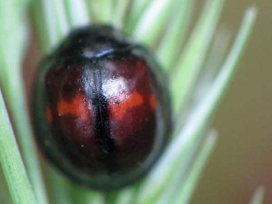 Strichfleckiger Schildlaus-Marienkäfer, Chilocorus bipustulatus