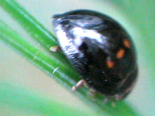 Strichfleckiger Schildlaus-Marienkäfer, Chilocorus bipustulatus