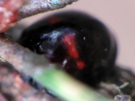 Strichfleckiger Schildlaus-Marienkäfer, Chilocorus bipustulatus
