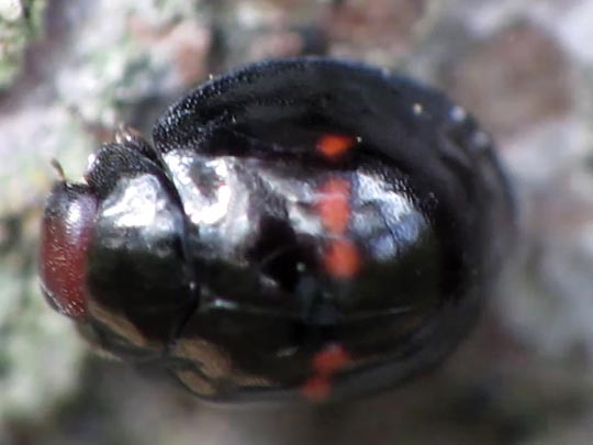 Strichfleckiger Schildlaus-Marienkäfer, Chilocorus bipustulatus