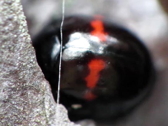 Strichfleckiger Schildlaus-Marienkäfer, Chilocorus bipustulatus