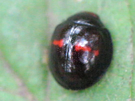 Strichfleckiger Schildlaus-Marienkäfer, Chilocorus bipustulatus