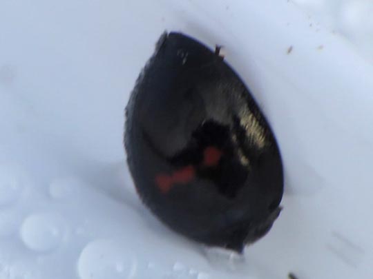 Strichfleckiger Schildlaus-Marienkäfer, Chilocorus bipustulatus