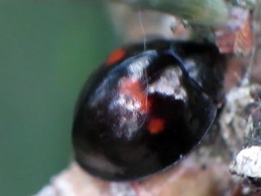 Strichfleckiger Schildlaus-Marienkäfer, Chilocorus bipustulatus