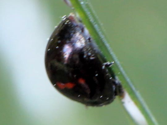 Strichfleckiger Schildlaus-Marienkäfer, Chilocorus bipustulatus