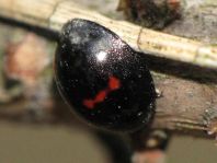 Strichfleckiger Schildlaus-Marienkäfer, Chilocorus bipustulatus
