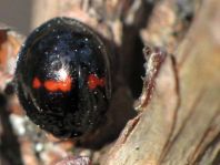 Strichfleckiger Schildlaus-Marienkäfer, Chilocorus bipustulatus