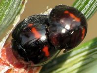 Strichfleckiger Schildlaus-Marienkäfer, Chilocorus bipustulatus
