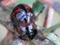 Strichfleckiger Schildlaus-Marienkäfer, Chilocorus bipustulatus